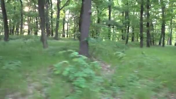 Aard (bos) - rijk aan geboomte - vliegen (steadicam) — Stockvideo