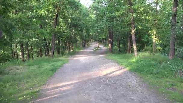 Naturaleza (bosque) - árboles - carretera - luz solar — Vídeo de stock