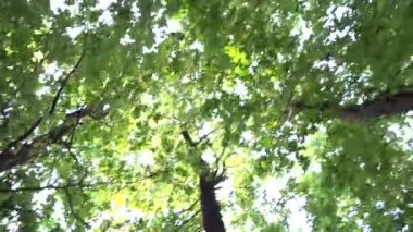 Orman - ağaç - treetop - görünümü aşağıdan uçan