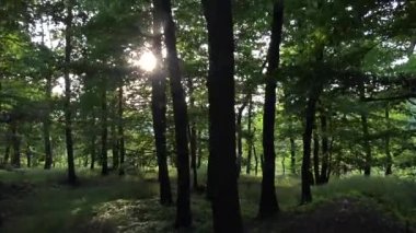 Doğa (orman) - ağaçlar güneş (güneş ışınları) - steadicam