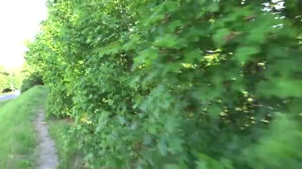 Keře - listí - létání (steadicam) — Stock video