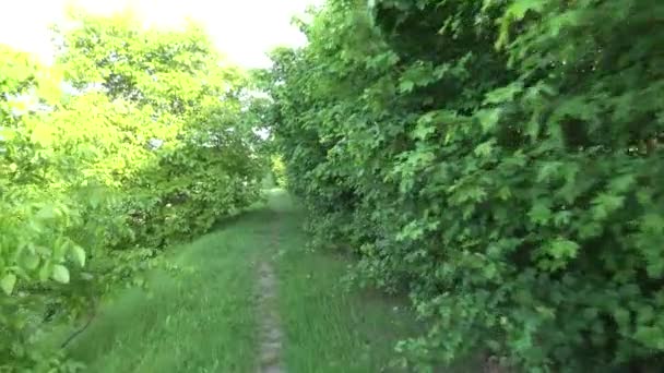 Bushes - foliage - walking (steadicam) — Stock Video