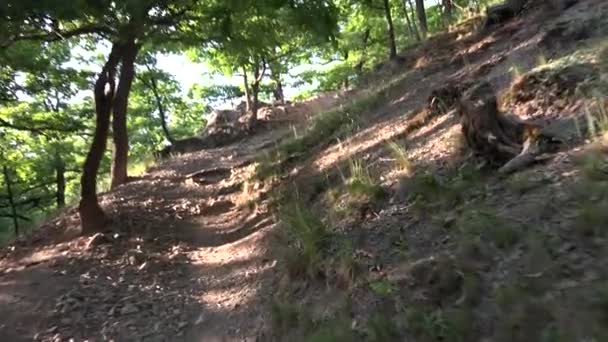 promenade en forêt - vue de la première personne - lumière du soleil 