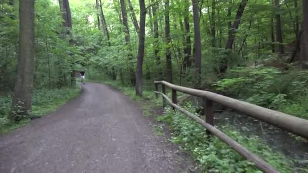 PRAGA, REPÚBLICA CHECA - 31 DE MAYO DE 2015: naturaleza - bosque con camino - corredor (deporte) - steadicam — Vídeos de Stock