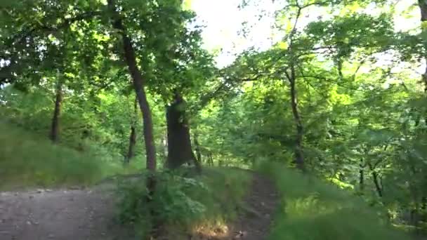 Bosque (árboles) - camino - steadicam — Vídeos de Stock