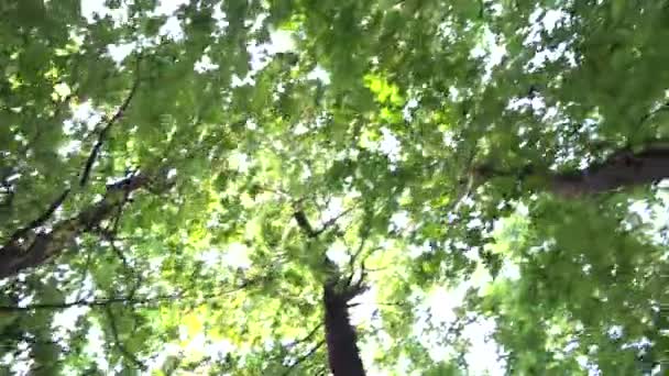 Flying through forest - trees - treetop - view from below — Stock Video