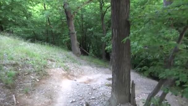 Skogen - downhill promenad - utsikt från första person - steadicam — Stockvideo