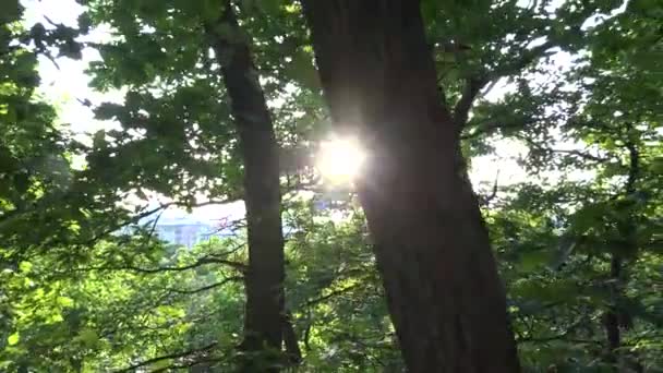 Natur (skog) - träd med sol (solstrålarna) - steadicam — Stockvideo