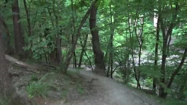 Floresta - downhill walk - steadicam — Vídeo de Stock