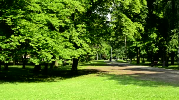 Vista del soleado parque de armonía con sendero — Vídeos de Stock