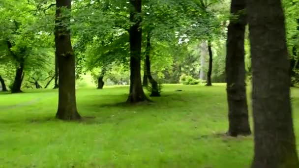 Vista de la cámara - caminar en el parque - steadicam — Vídeos de Stock