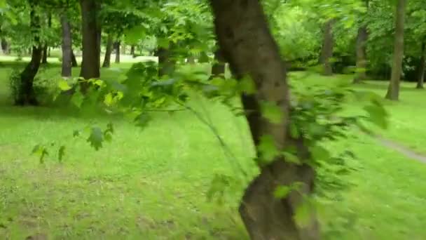 Vista de la cámara en el parque verde paraíso - steadicam — Vídeo de stock