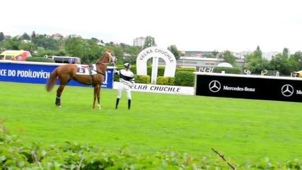 Praag, Tsjechië-21 juni 2015: paard races-paarden bereiden zich voor op race-jockey gaat naar kooi — Stockvideo