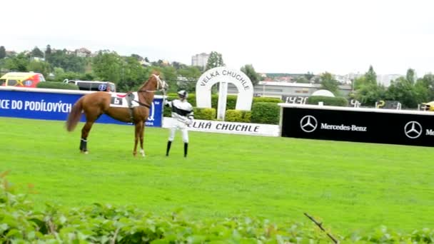 PRAGA, REPÚBLICA CHECA - 21 DE JUNIO DE 2015: carreras de caballos - los caballos se están preparando para la carrera - jinete va a la jaula — Vídeos de Stock