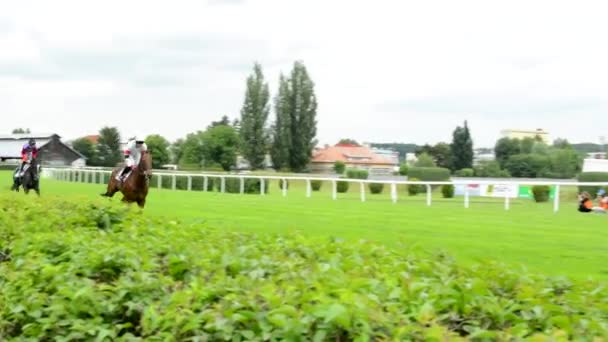 PRAGA, REPÚBLICA CHECA - 21 DE JUNIO DE 2015: carreras de caballos - los caballos se están preparando para la carrera - calentamiento — Vídeos de Stock