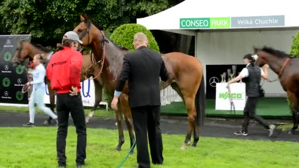 PRAGUE, CZECH REPUBLIC - JUNE 21, 2015: after race horses walk around (breathing space) - worker washes horses — Stock Video