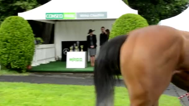 Prag, Tschechische Republik - 21. Juni 2015: Pferderennen - Preisverleihungen - Frau geht mit Siegerpferd — Stockvideo