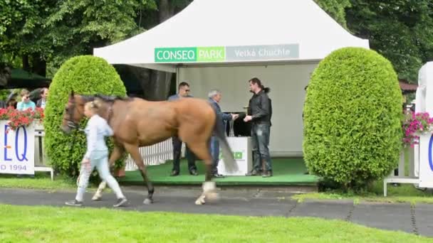 Praag, Tsjechië-21 juni 2015: paardenraces-prijs ceremonies-vrouw wandelingen met een winnende paard-Jockey met eigenaar van paard en sponsors — Stockvideo