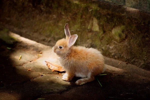 Little bunny Royalty Free Stock Images