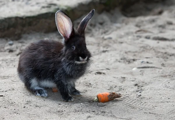 Piccolo coniglio nero — Foto Stock