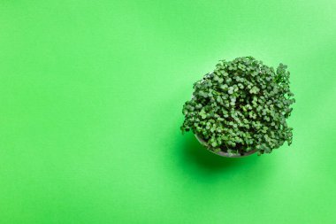 mikroyeşil hardal veya turp yeşili taç yaprakları uygun beslenme diyeti vegan veya vejetaryen gıda vitaminleri sağlıklı yemek üst görünüm fotokopi alanı metin gıda arka planı kırsal 