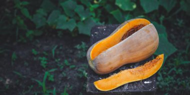 Kırsal arka planda taze organik balkabağı, yakın plan görüntüsü