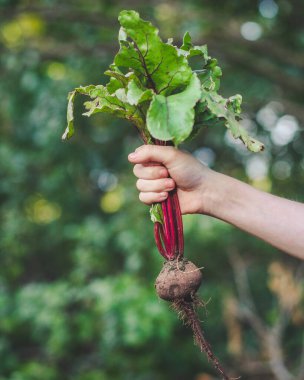 Elinde pancar kökü tutan kişi