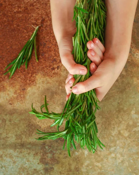 Person Hands Holding Rosemary — 图库照片