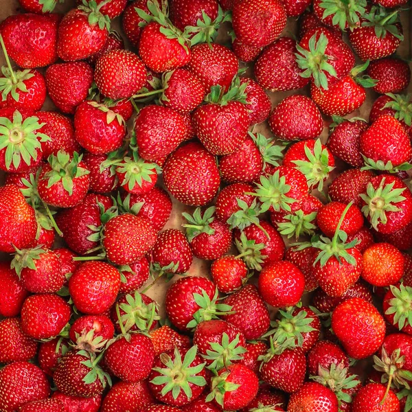 Fermer Les Fraises Mûres — Photo