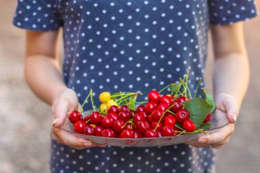 Olgun kirazları yakın