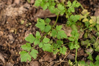 Bahçedeki bir bitkinin yeşil yaprakları
