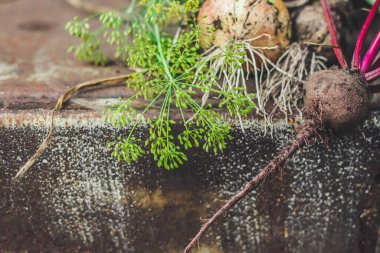 Olgun soğan ve pancar kırsal yüzeyde