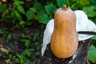 Kırsal arka planda taze organik balkabağı, yakın plan görüntüsü