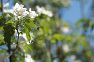 İlkbaharda elma ağacının güzel çiçekleri 
