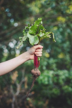 Elinde pancar kökü tutan kişi