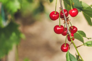 Olgun kirazları yakın