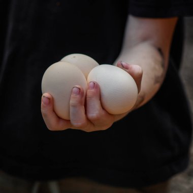 Ellerinde tavuk yumurtası tutuyorlar.