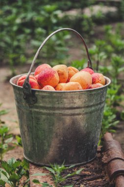 peach jam preparation outdoor