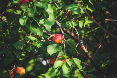 Olgun kırmızı elmalar bir ağaç dalında