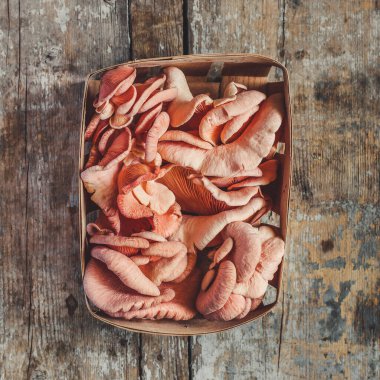 İstiridye mantarları pembe taze porsiyon. Yemek için hazır. Fotokopi masasında. Top view keto ya da paleo diyet vejetaryen ya da vejetaryen yemekleri