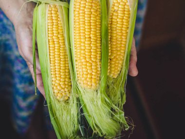 mısır koçanları kapatın.