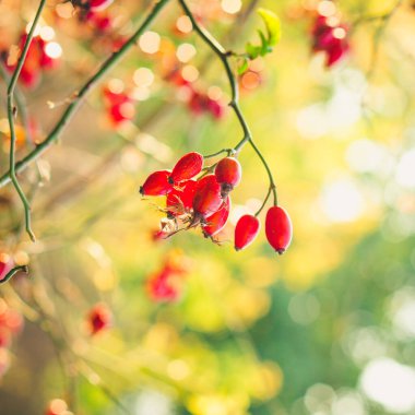 Gül kalçası kırmızı böğürtlen 