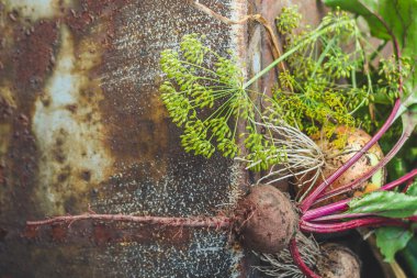Olgun soğan ve pancar kırsal yüzeyde