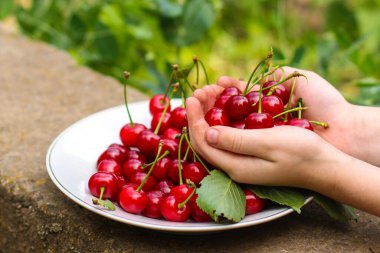 Olgun kirazları yakın