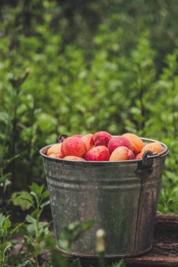 Kova içinde taze kayısılar