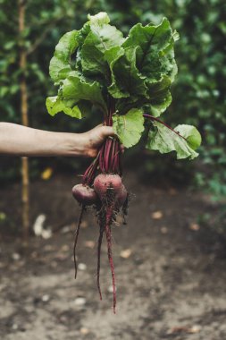 Sebzeler taze mahsul taze porsiyon hazır yemek atıştırmalığı yemek için masa üzerinde fotokopi alanı arka plan kırsal