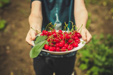 Olgun kirazları yakın