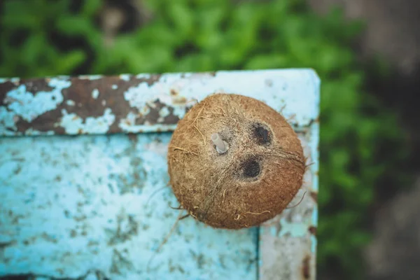 Gros Plan Noix Coco — Photo