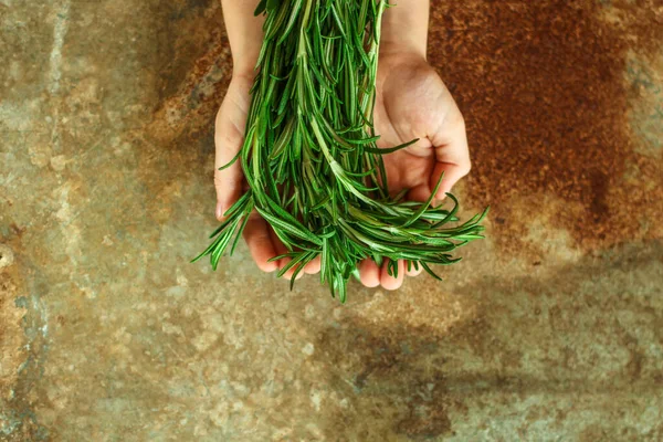 Person Hands Holding Rosemary — Stock Photo, Image