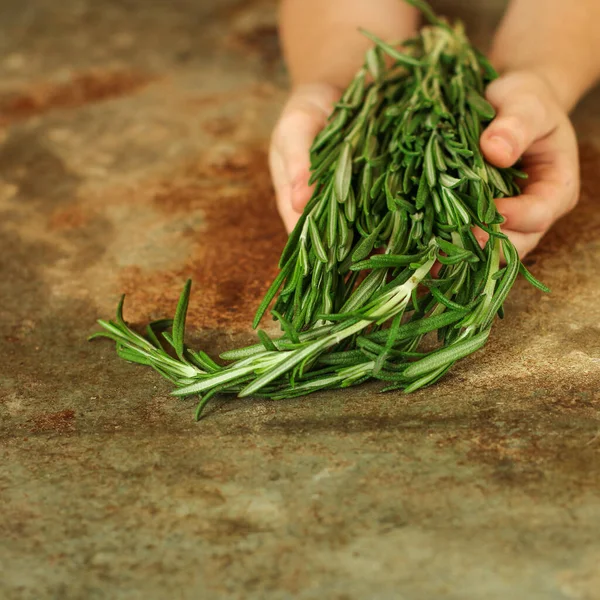 Person Hands Holding Rosemary — 图库照片